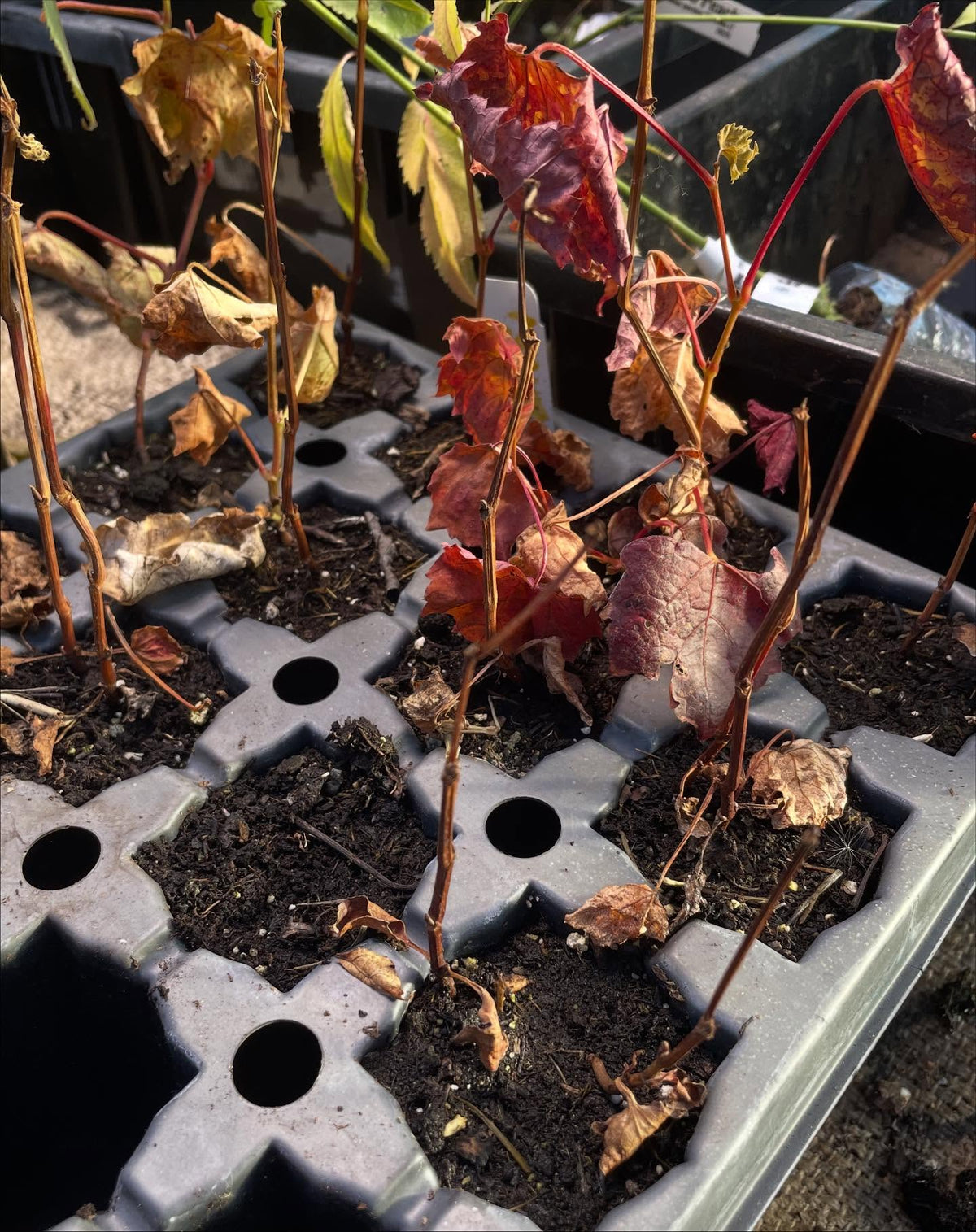 amur grape seedlings, image 2 of 2