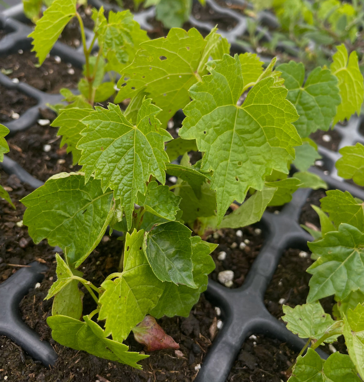 Amur grape seedlings, image 1 of 3