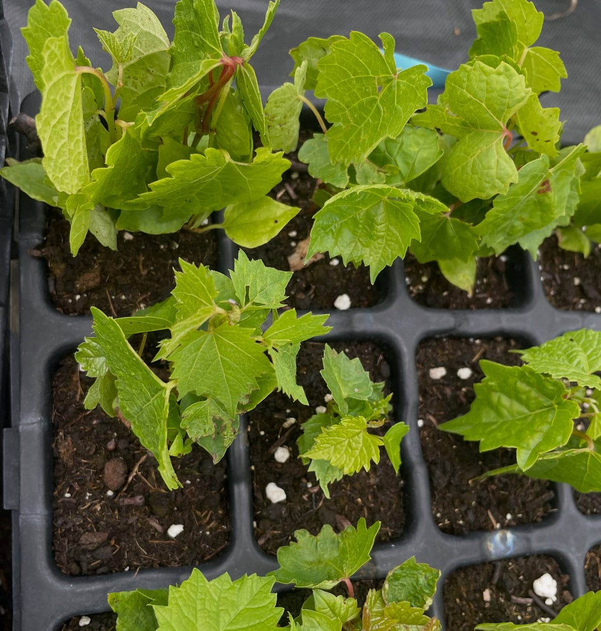 Amur grape seedlings, image 2 of 3