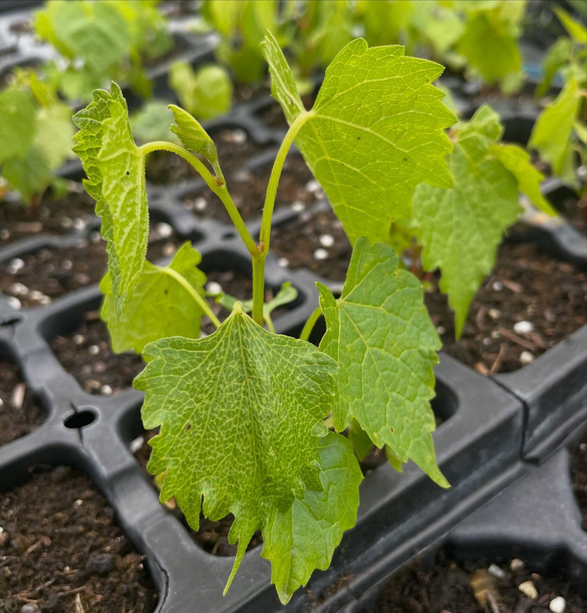 Amur grape seedlings, image 3 of 3