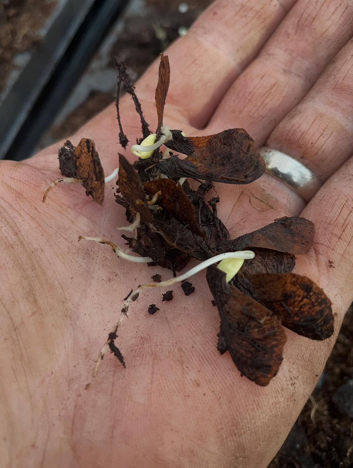 Arce de Amur, acer ginnala, imagen 1 de 2