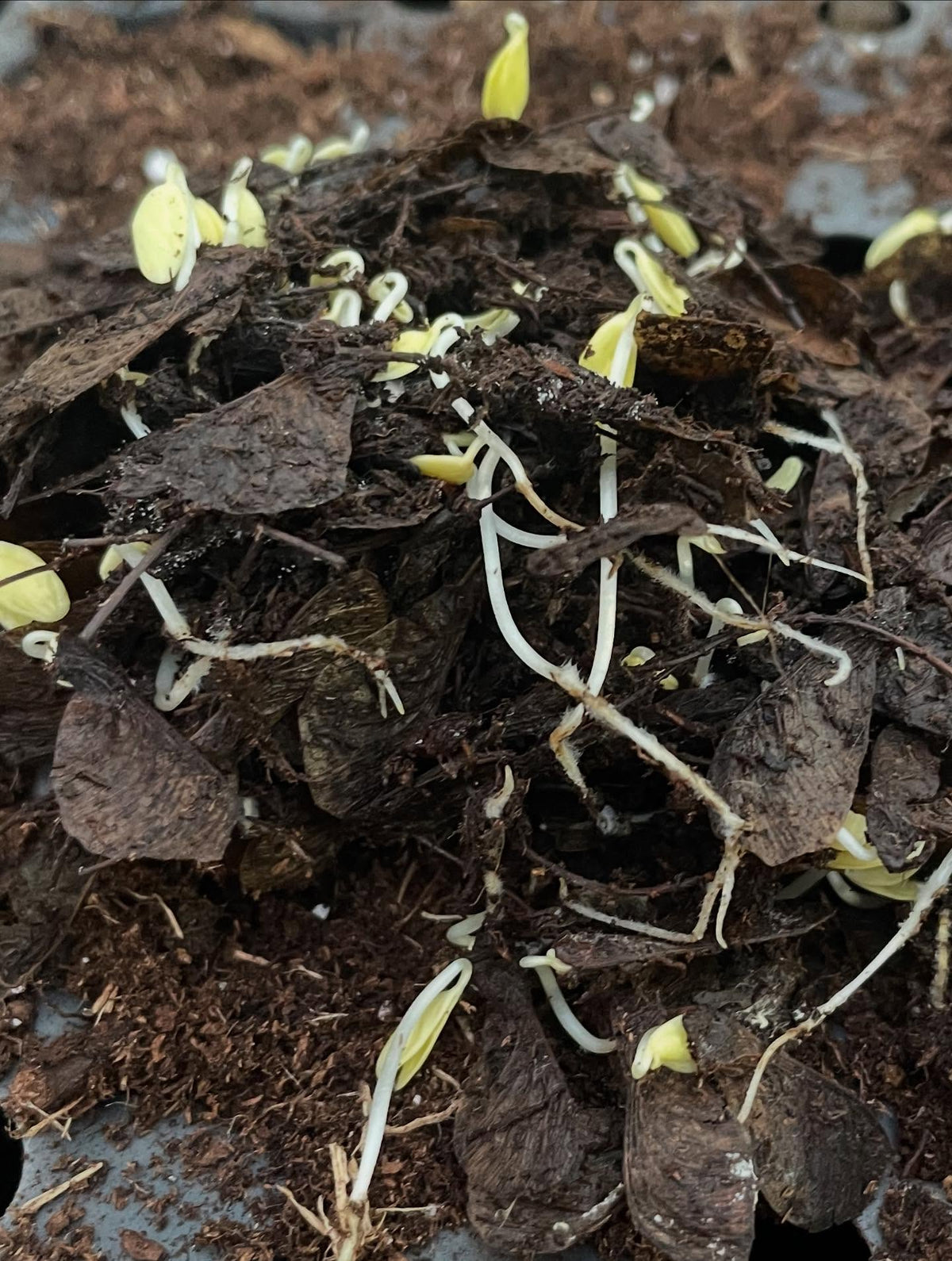 Arce de Amur, acer ginnala, imagen 2 de 2