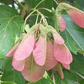Amur Maple (Acer ginnala)