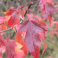 Amur Maple (Acer ginnala)