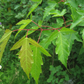 Amur Maple (Acer ginnala)