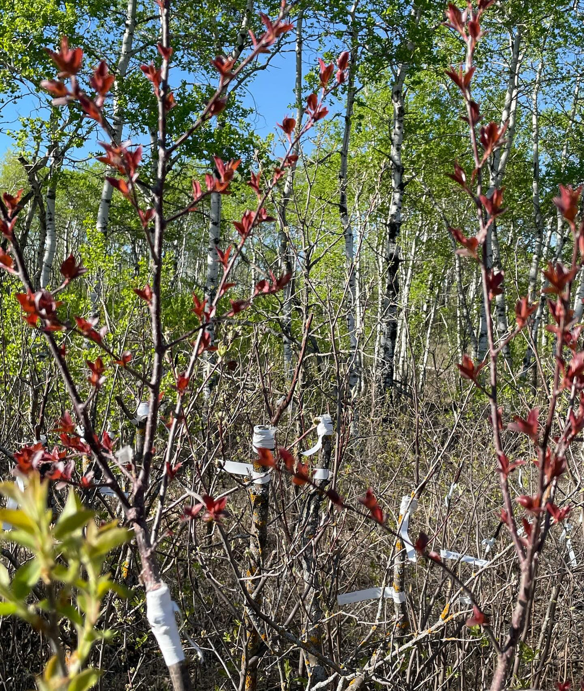 an attractive result, red leafed siberian crabapple on saskatoon, image 1 of 3