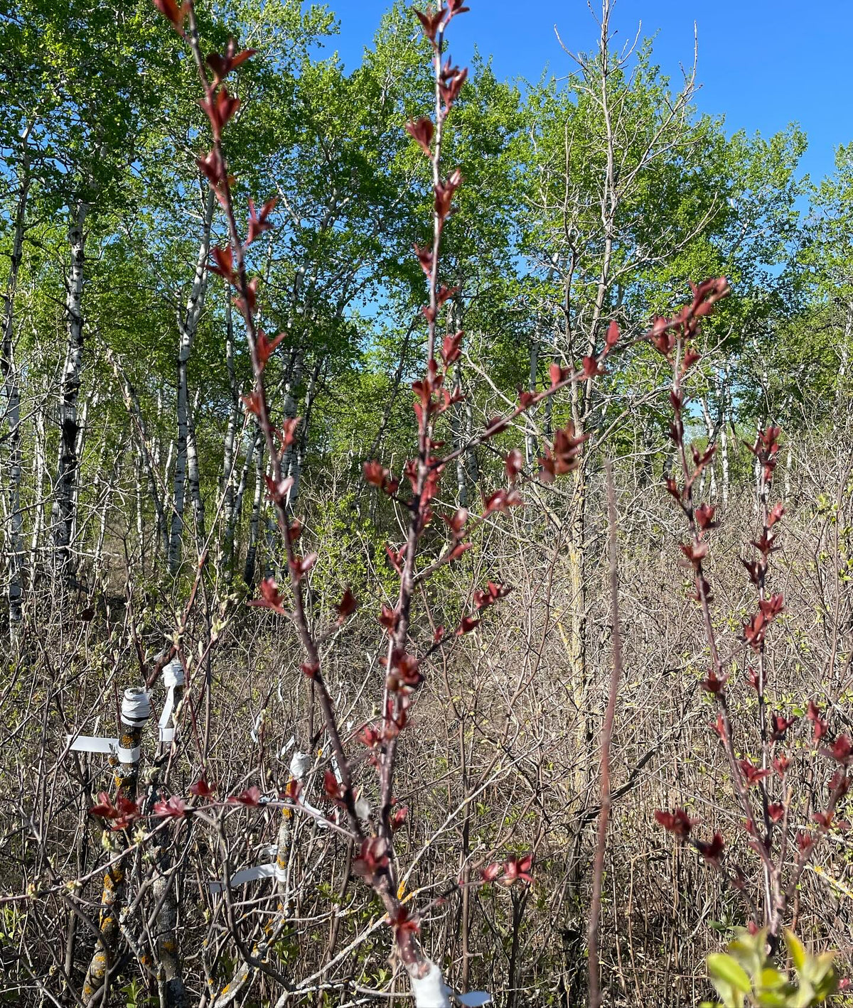 an attractive result, red leafed siberian crabapple on saskatoon, image 3 of 3