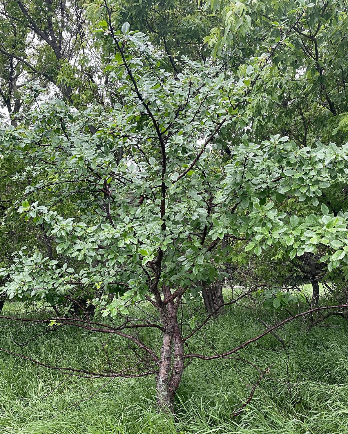 An Evans cherry I planted in 2004, so about 20 years old #evanscherrytree #evanscherries, image 1 of 4