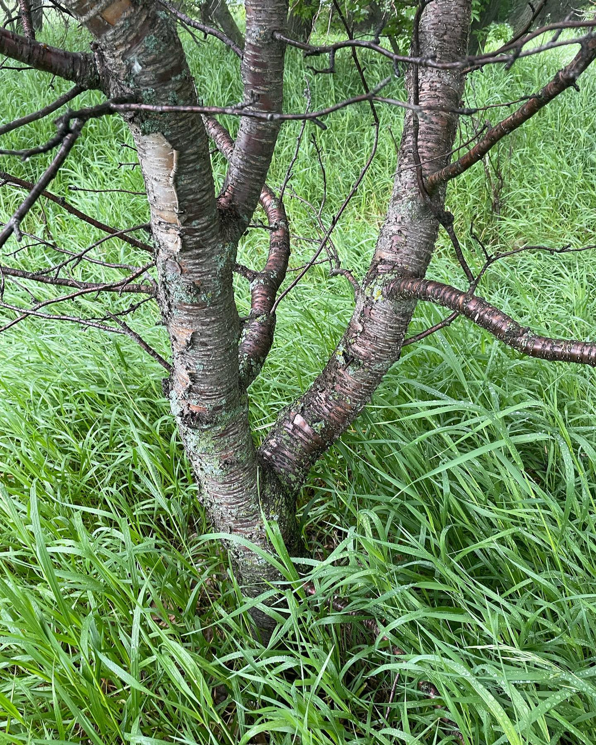 An Evans cherry I planted in 2004, so about 20 years old #evanscherrytree #evanscherries, image 2 of 4