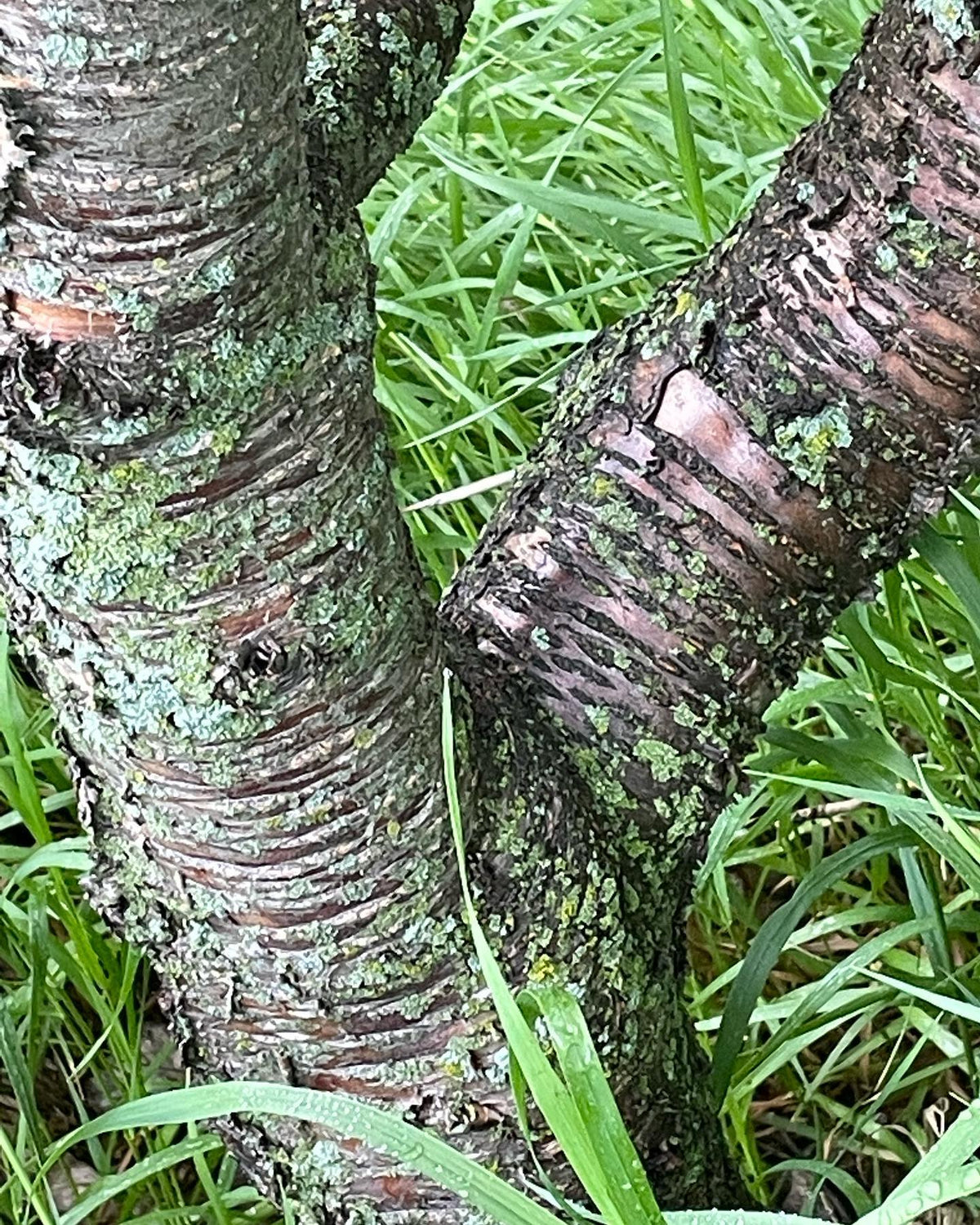 An Evans cherry I planted in 2004, so about 20 years old #evanscherrytree #evanscherries, image 3 of 4