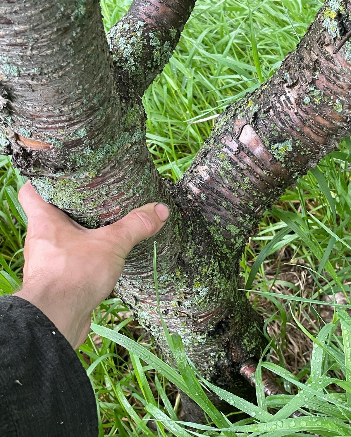 An Evans cherry I planted in 2004, so about 20 years old #evanscherrytree #evanscherries, image 4 of 4