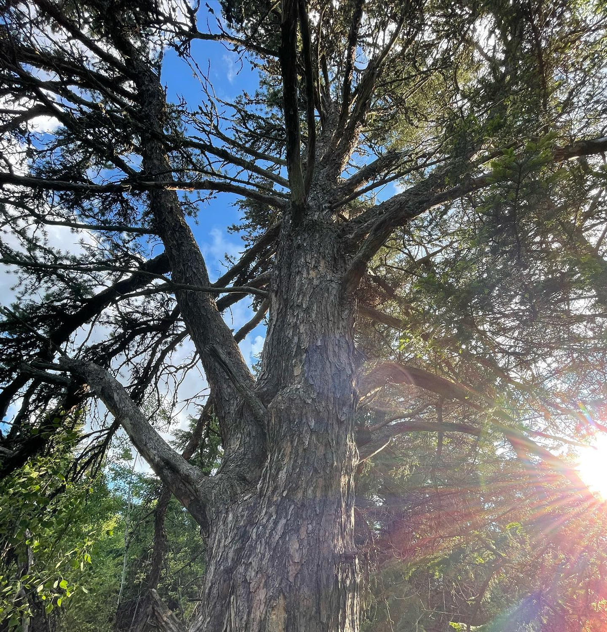 an old jack pine, as large as I’ve ever seen one