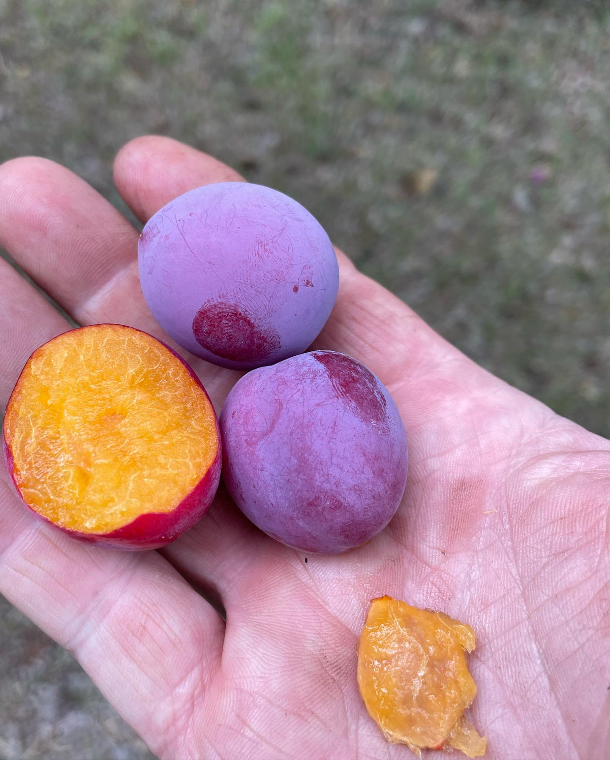 an old plum tree - I’m hoping to identify the cultivar, image 2 of 4