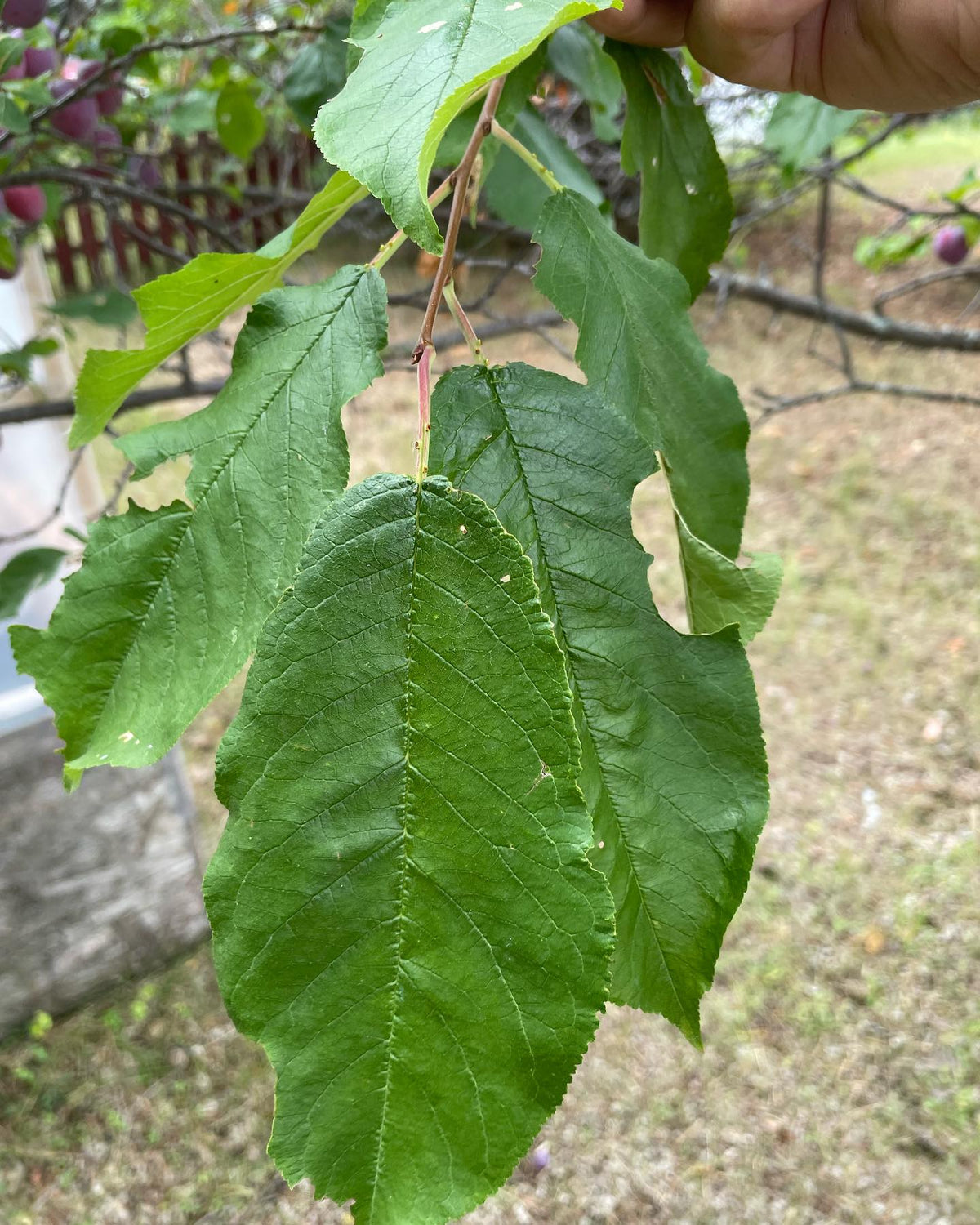 an old plum tree - I’m hoping to identify the cultivar, image 3 of 4