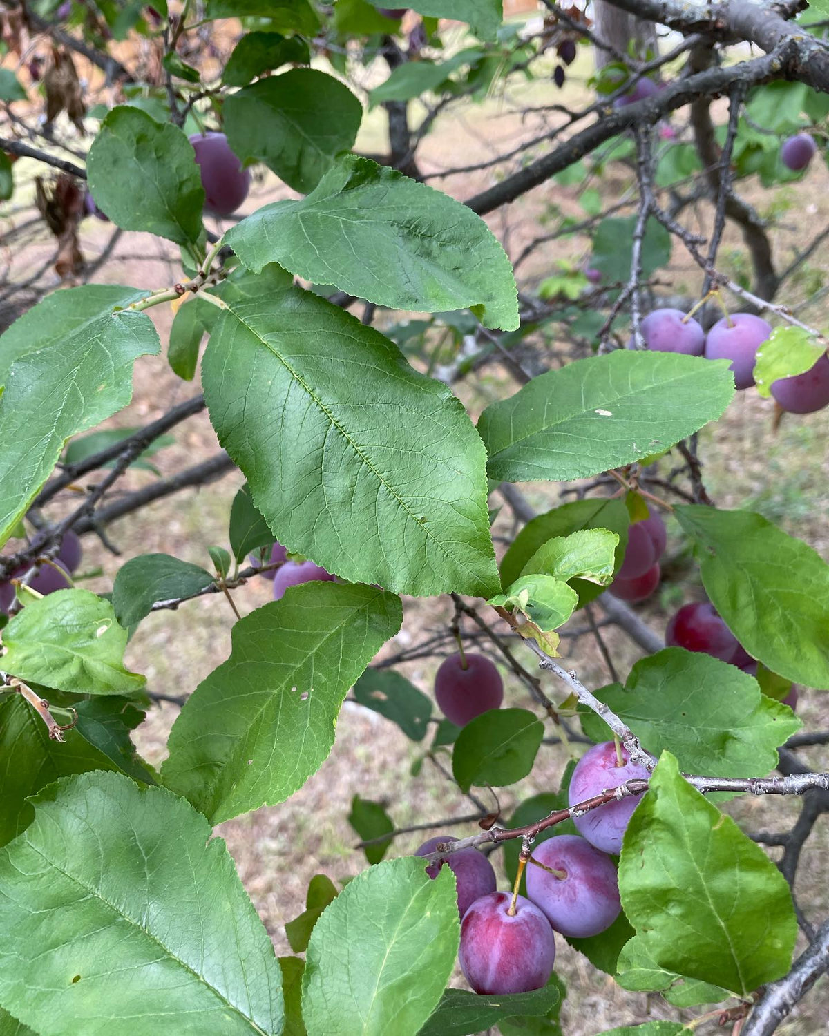 an old plum tree - I’m hoping to identify the cultivar, image 4 of 4
