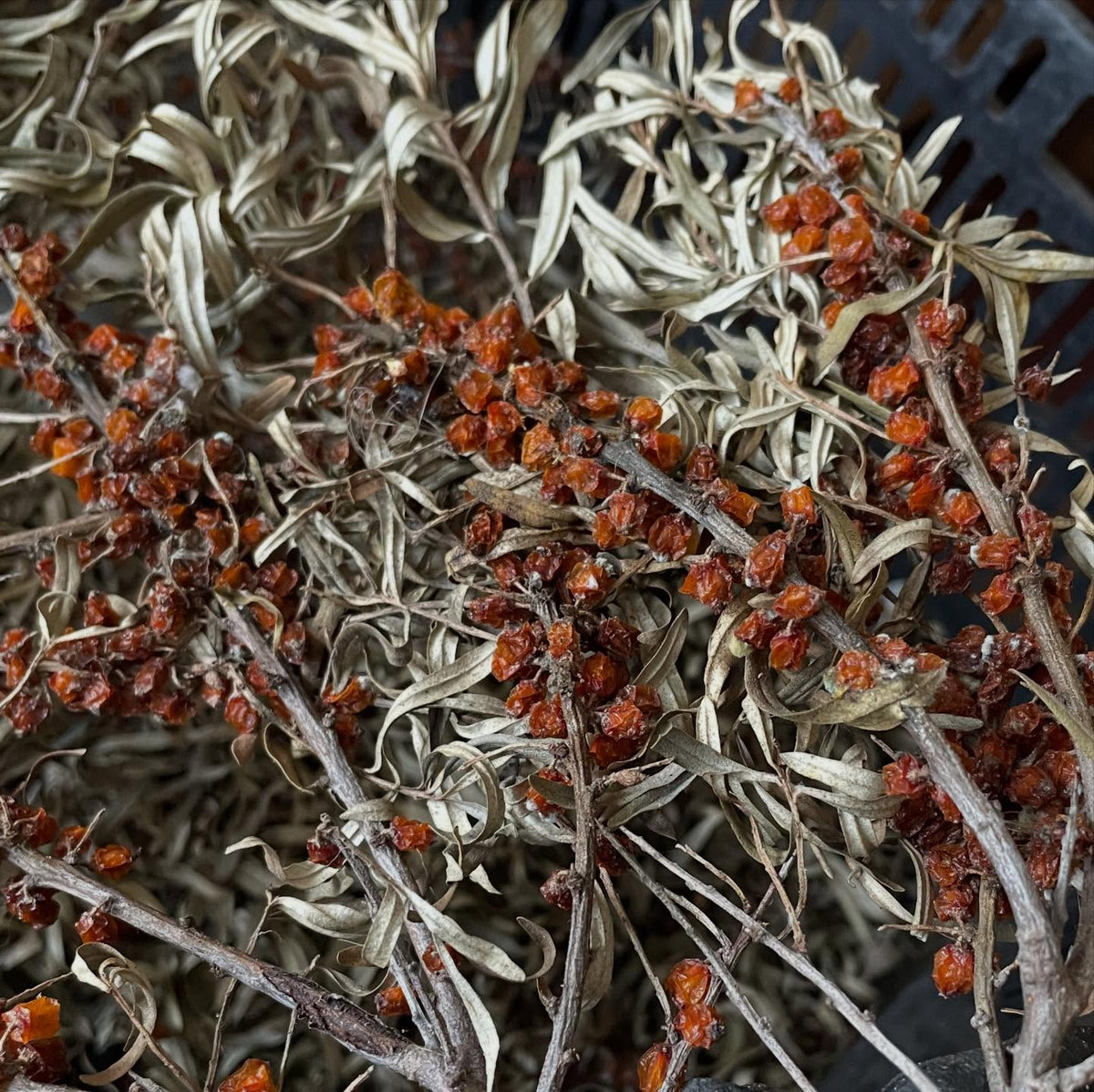 another way to easily remove sea buckthorn, I let these dry on the branches slowly since they were just for seed, image 1 of 2
