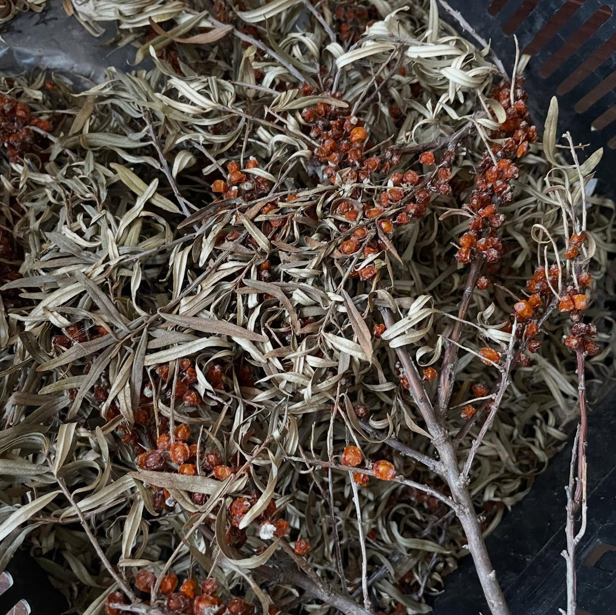 another way to easily remove sea buckthorn, I let these dry on the branches slowly since they were just for seed, image 2 of 2