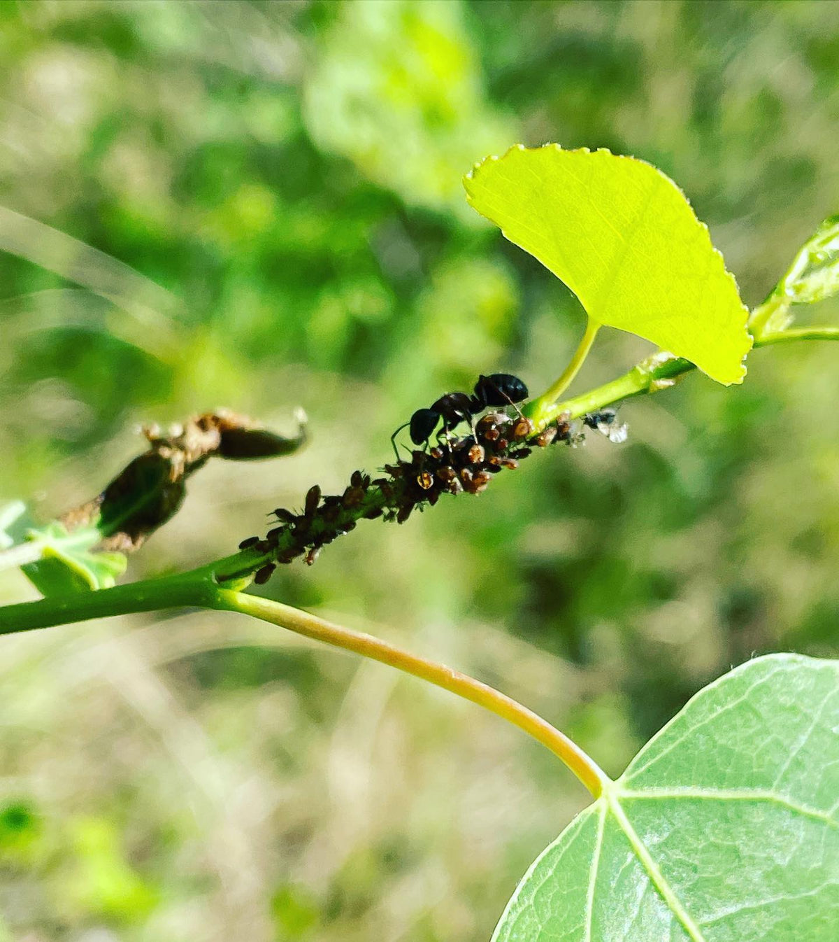 ants farming aphids