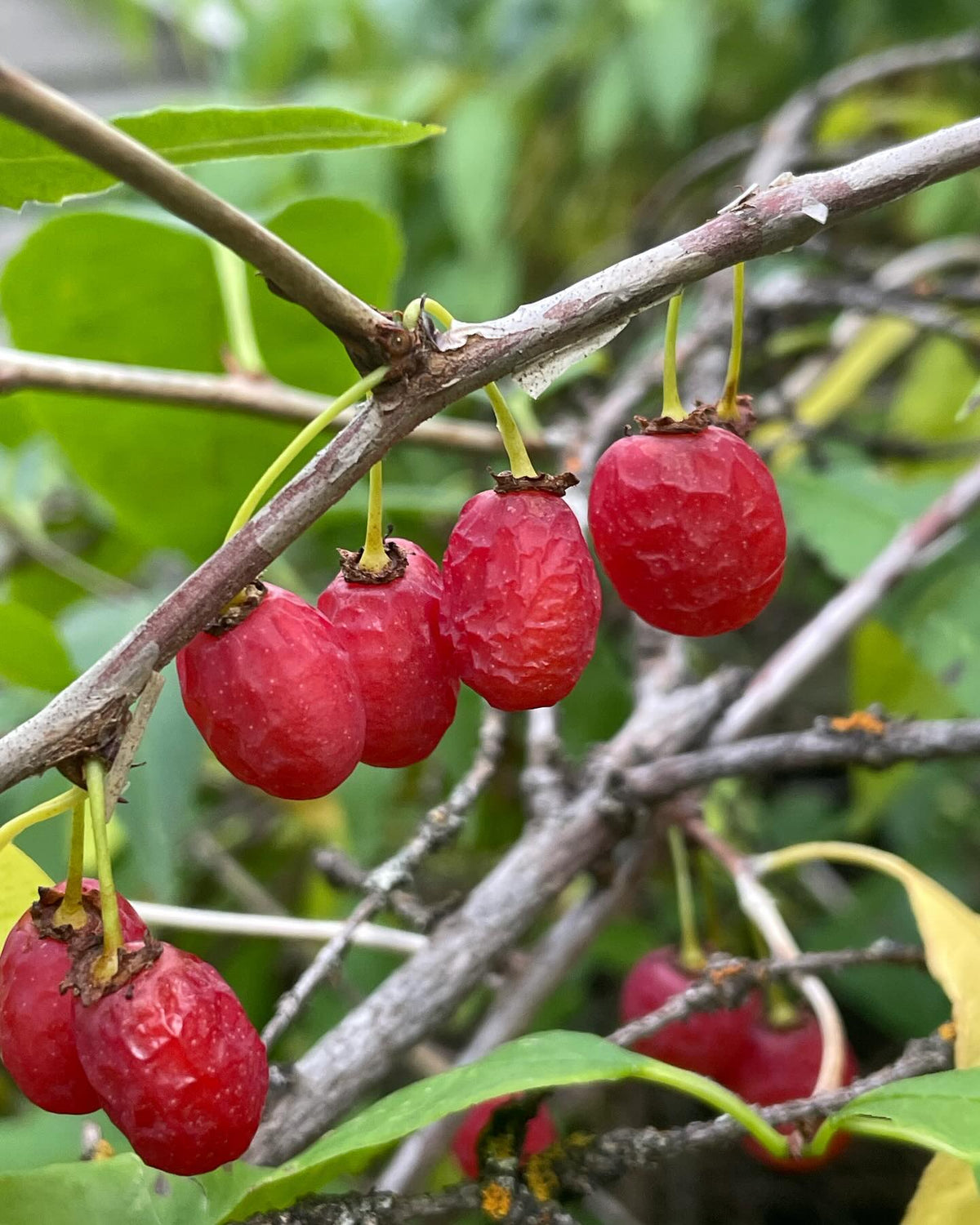 anyone know what these are, image 1 of 6
