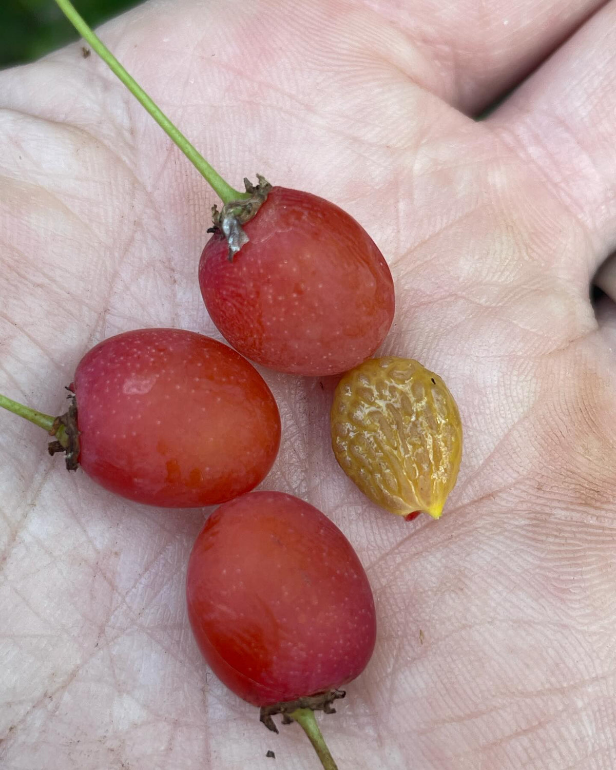 anyone know what these are, image 2 of 6