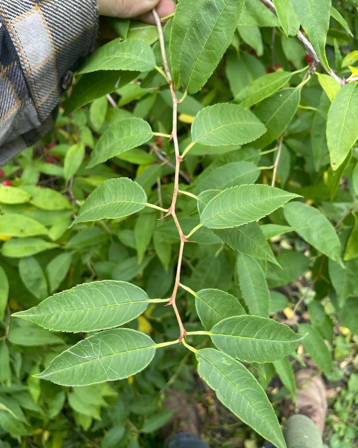 anyone know what these are, image 3 of 6
