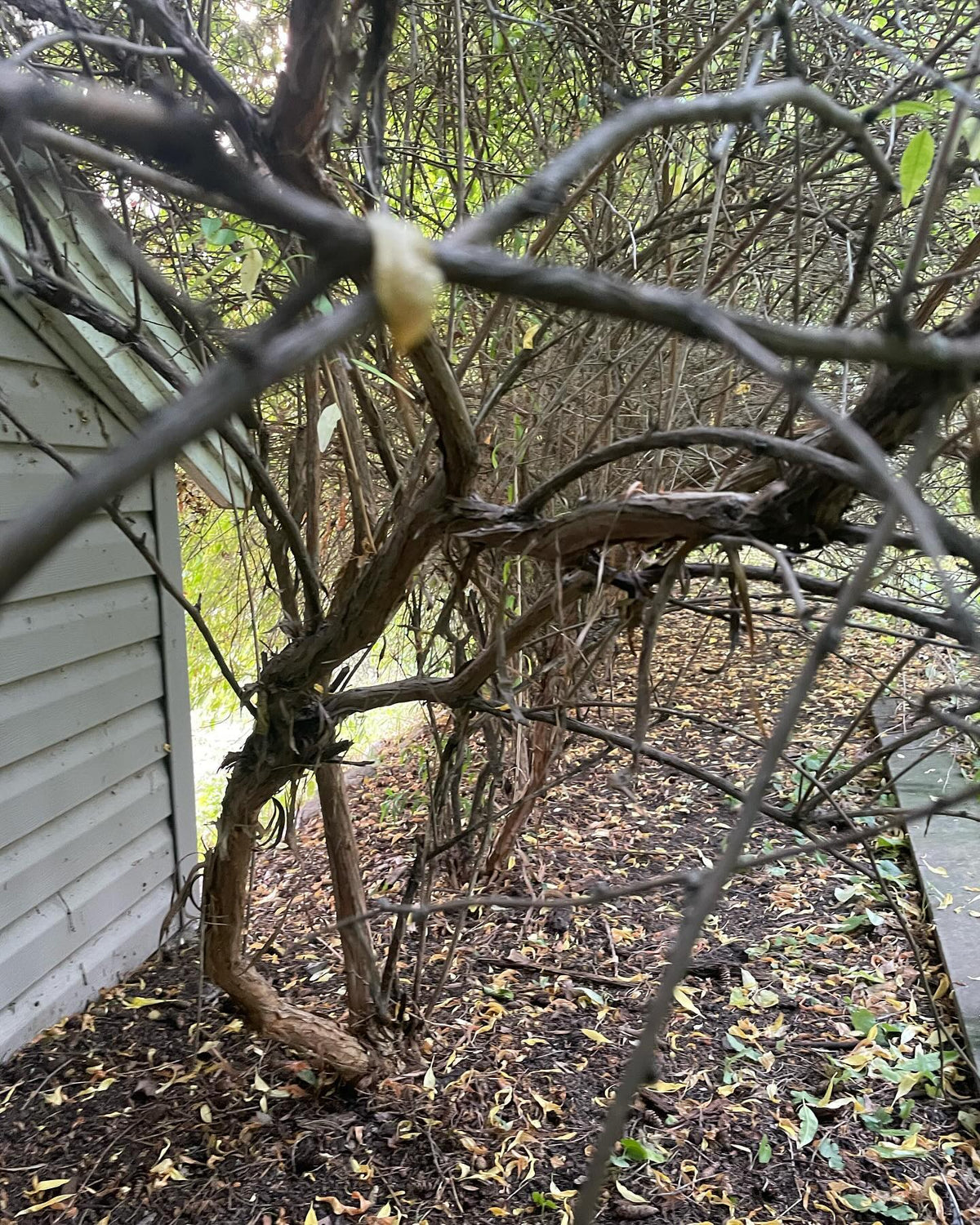 anyone know what these are, image 5 of 6