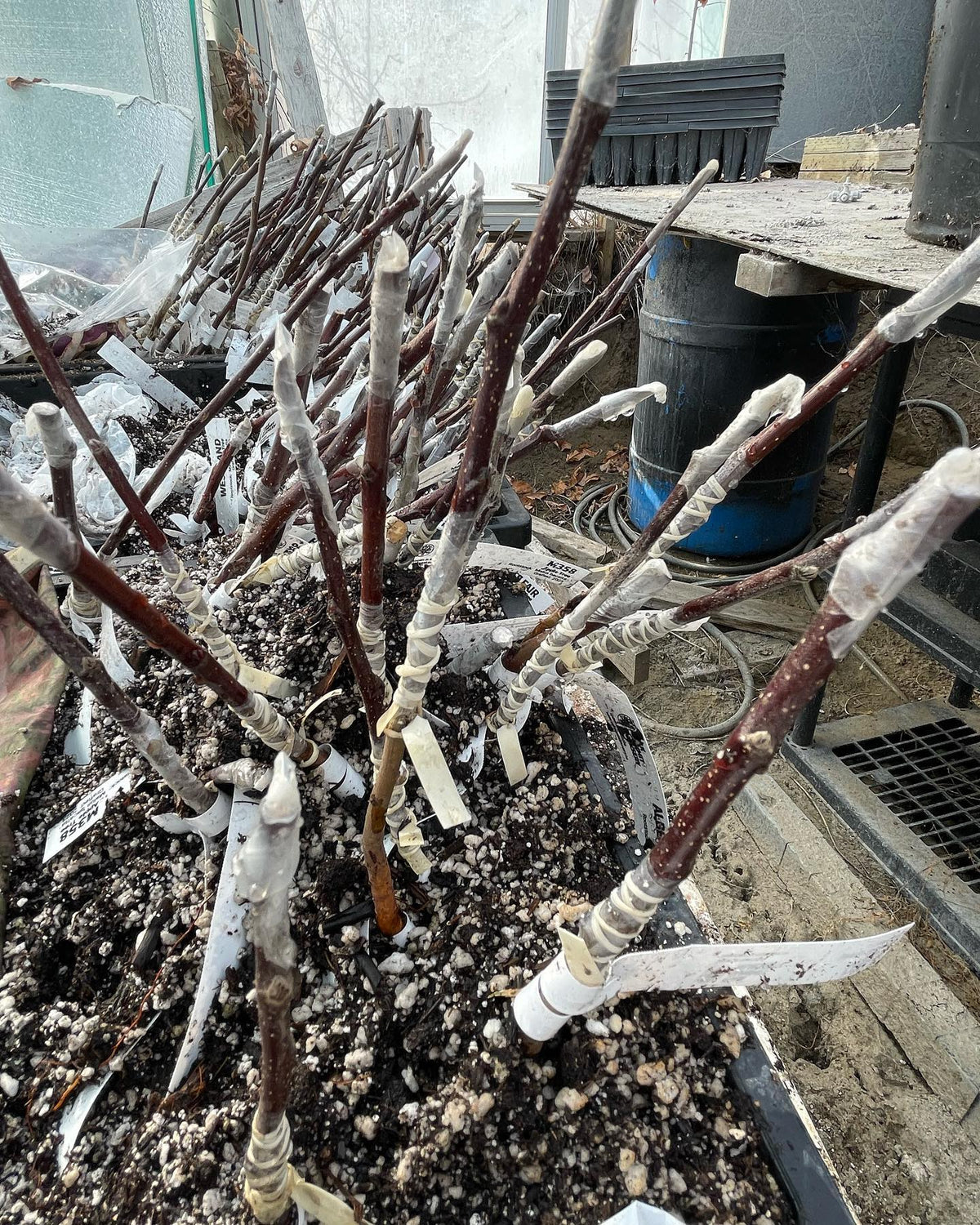 apple bench grafts for this spring, image 2 of 4