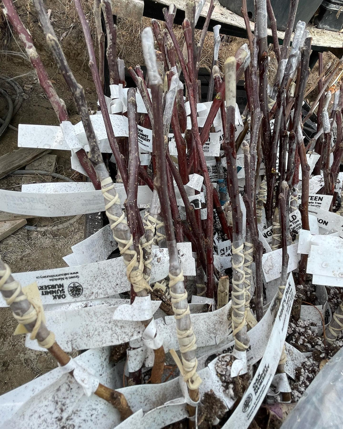 apple bench grafts for this spring, image 3 of 4