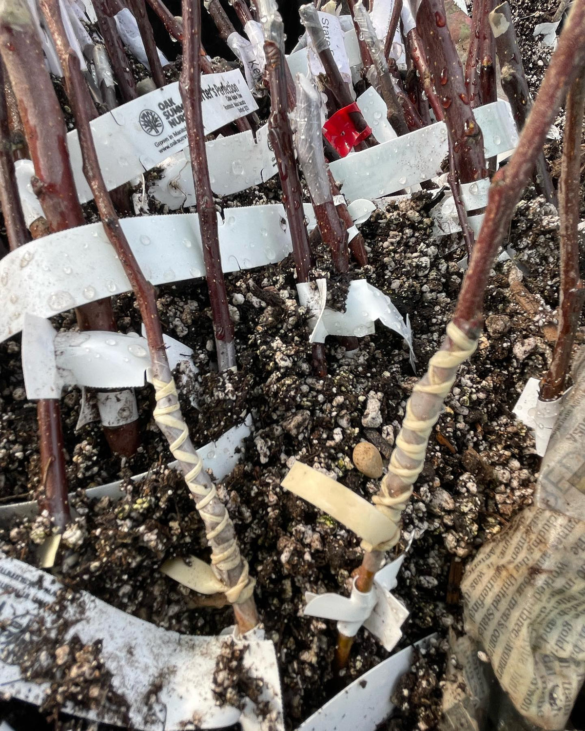 apple bench grafts for this spring, image 4 of 4