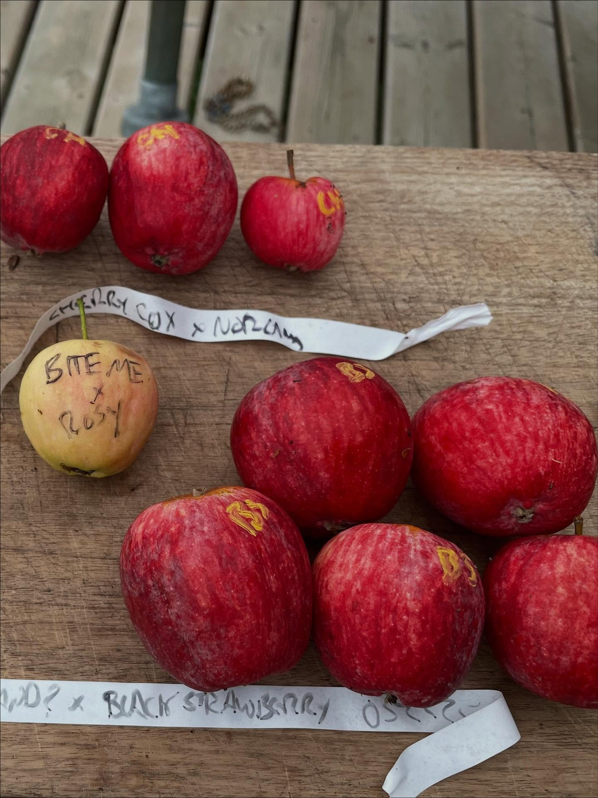 apple breeding, image 1 of 5