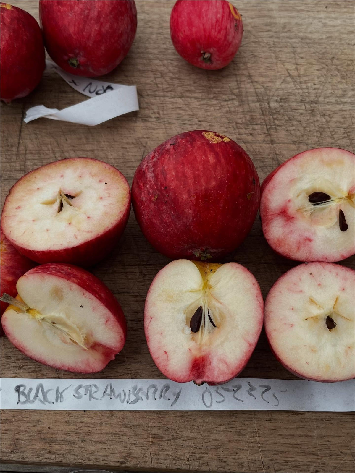 apple breeding, image 5 of 5