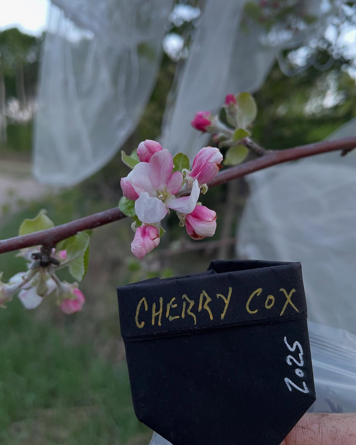 apple breeding on saskatoon trees, image 1 of 5