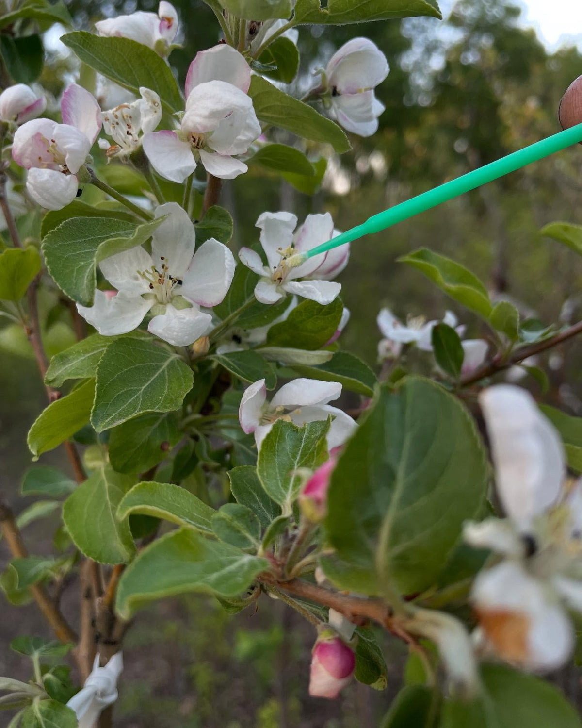apple breeding on saskatoon trees, image 3 of 5