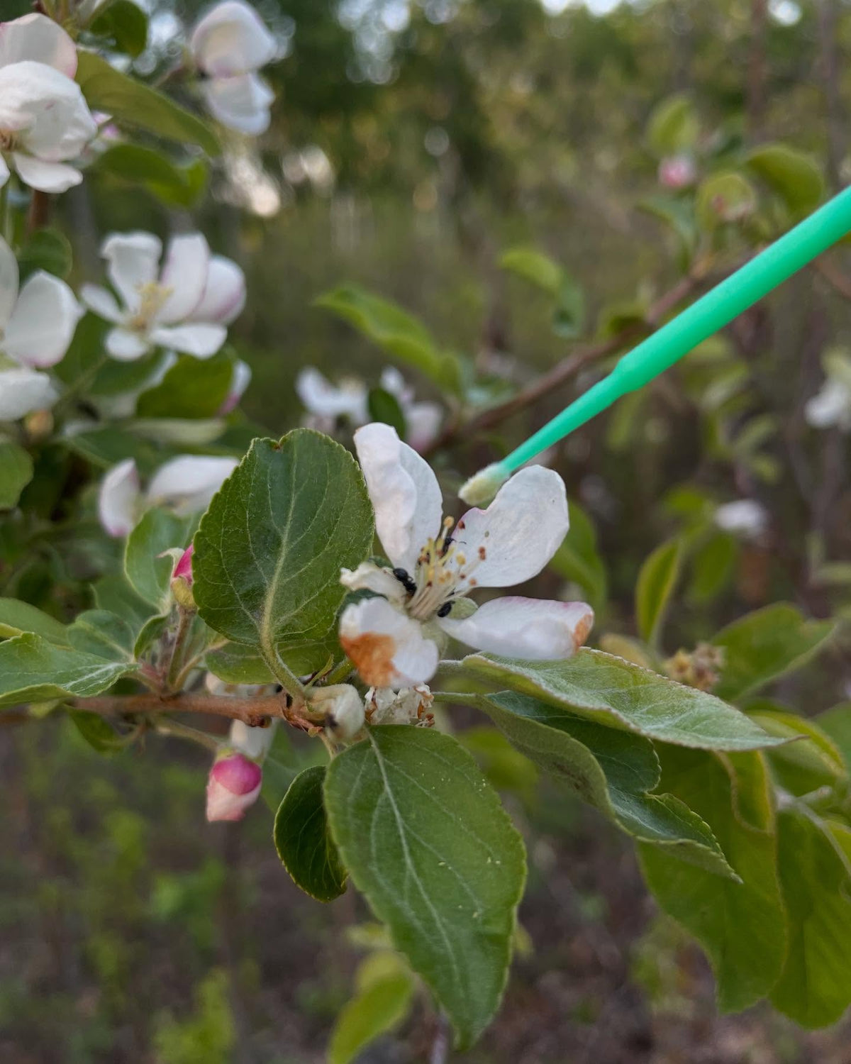 apple breeding on saskatoon trees, image 4 of 5