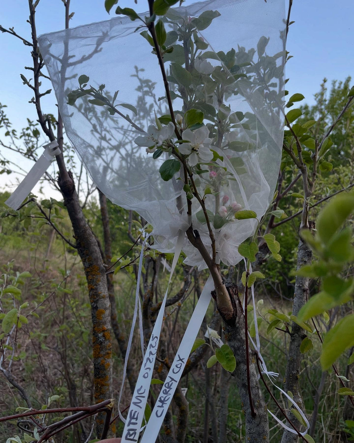 apple breeding on saskatoon trees, image 5 of 5