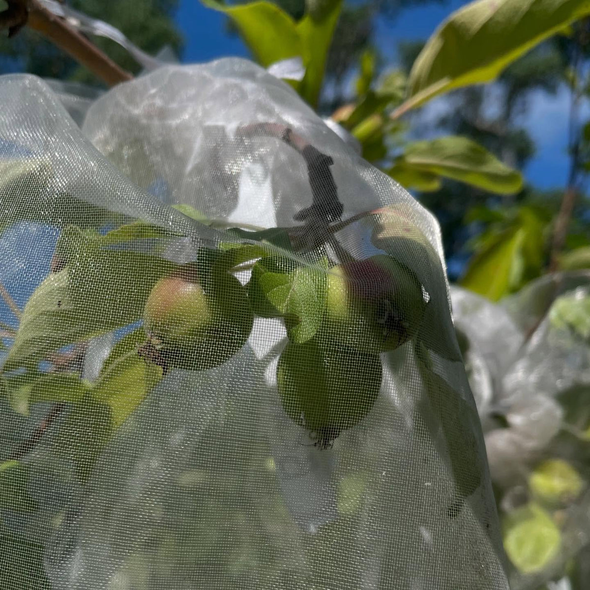 apple controlled crosses, we have fruit so hand pollinations were a success, image 1 of 4