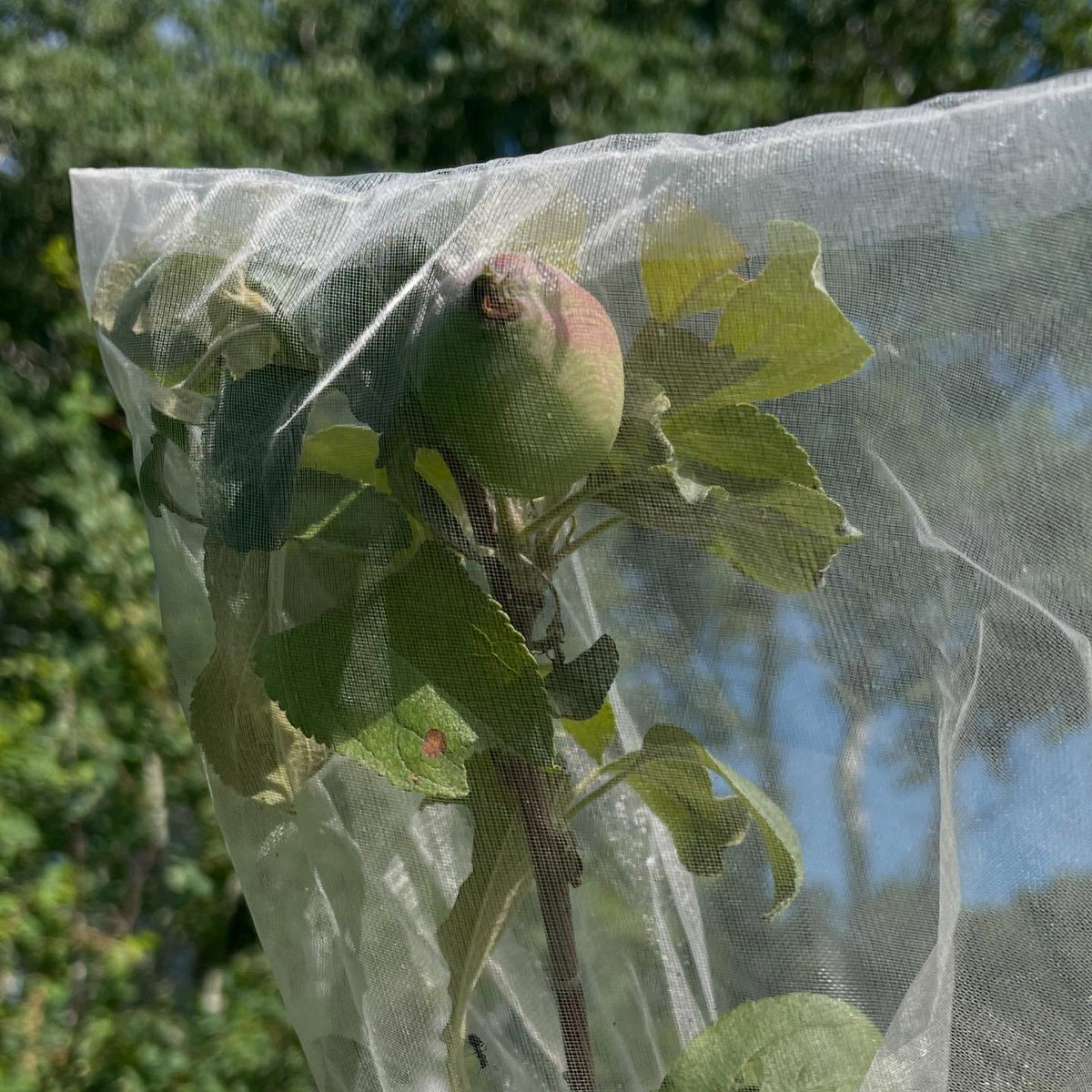 apple controlled crosses, we have fruit so hand pollinations were a success, image 2 of 4