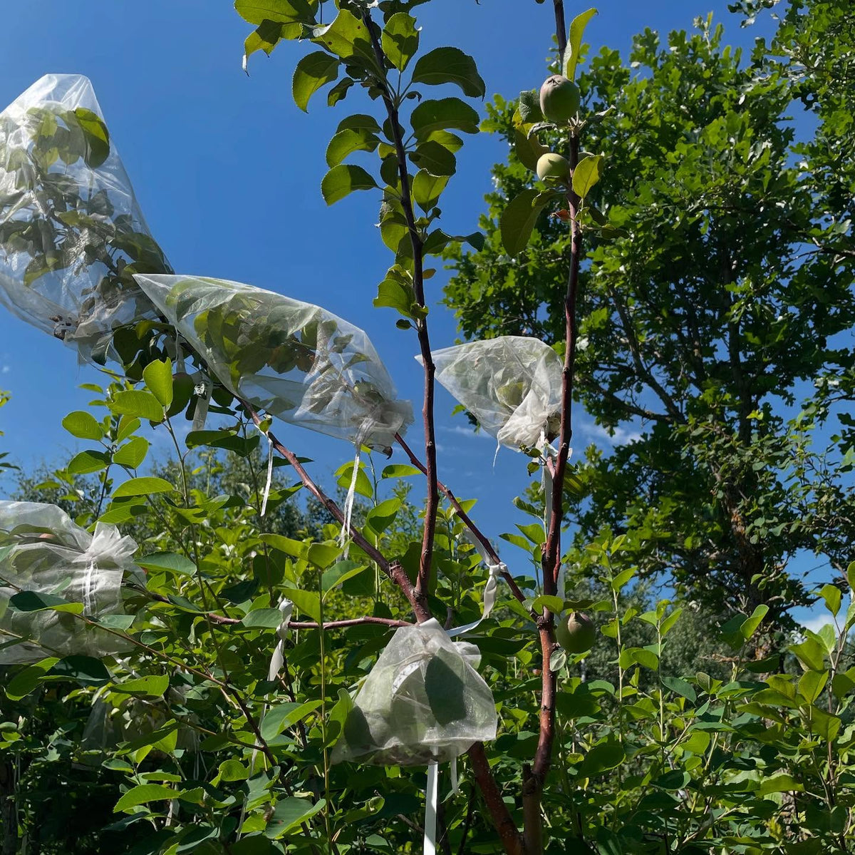 apple controlled crosses, we have fruit so hand pollinations were a success, image 3 of 4