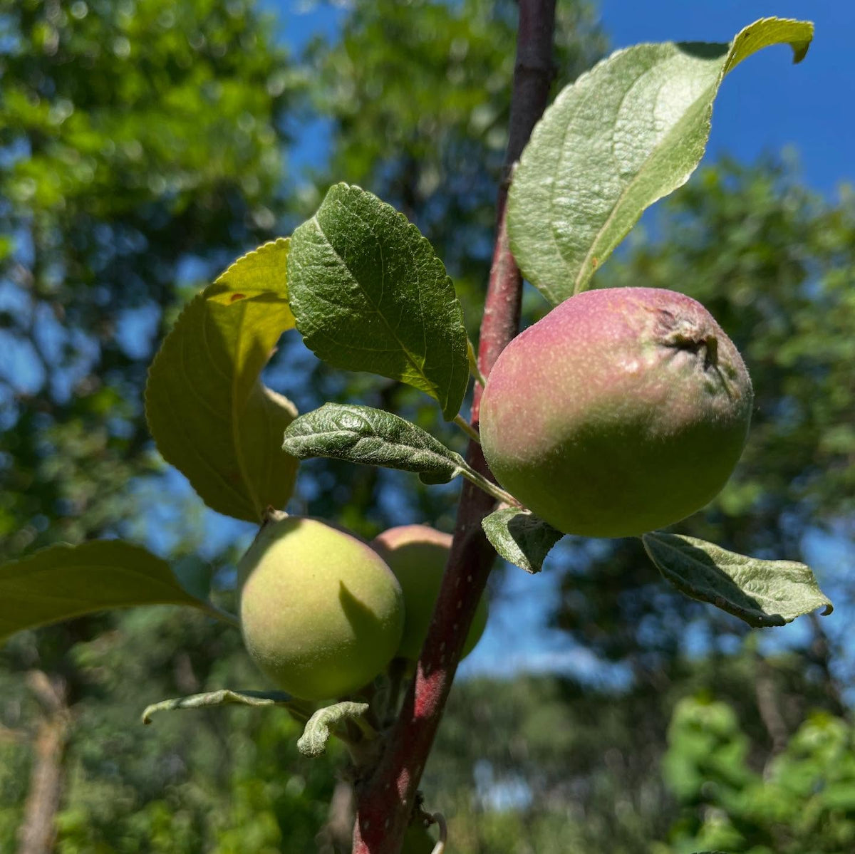 apple controlled crosses, we have fruit so hand pollinations were a success, image 4 of 4