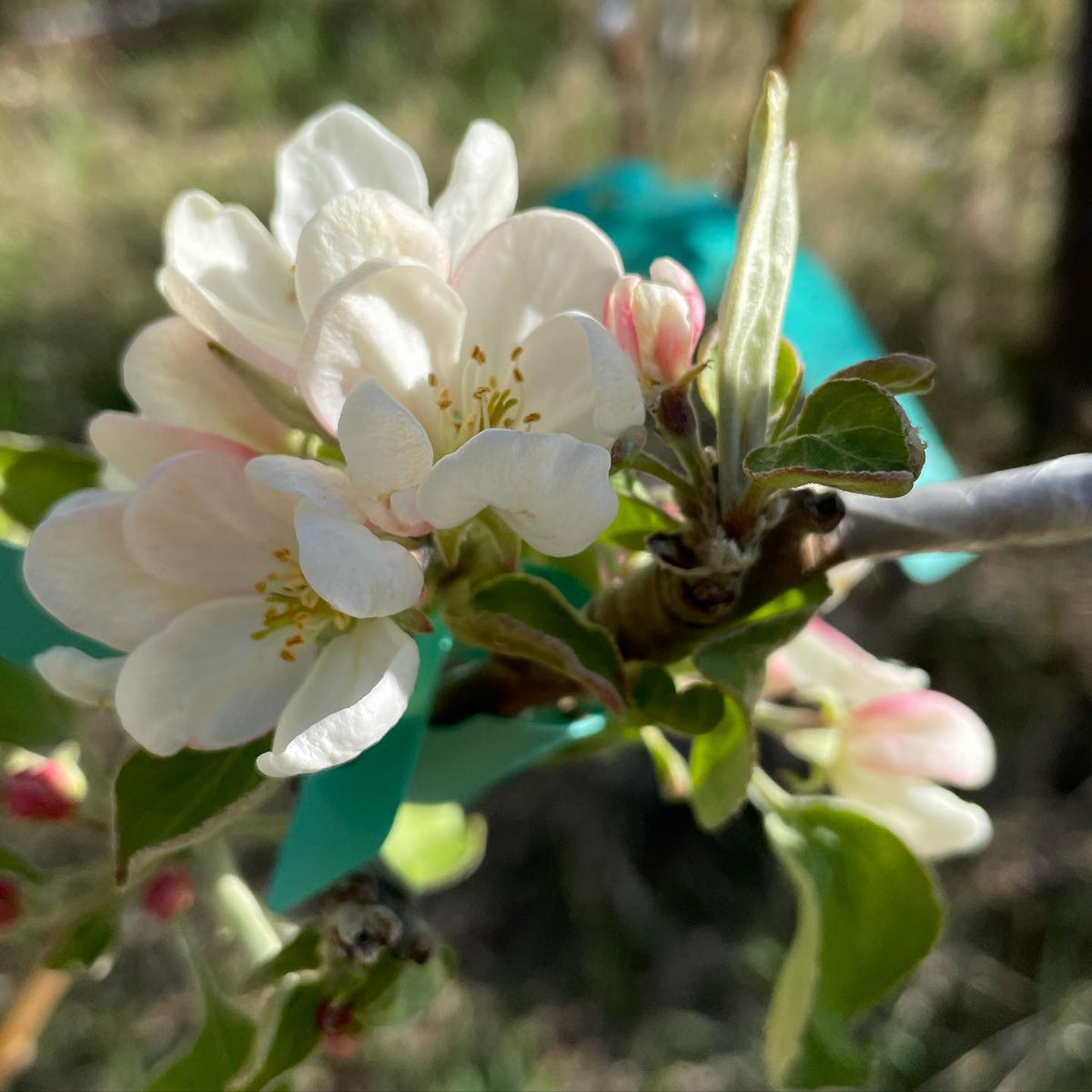 apple flowers are fine, made it through the spring frost no problem