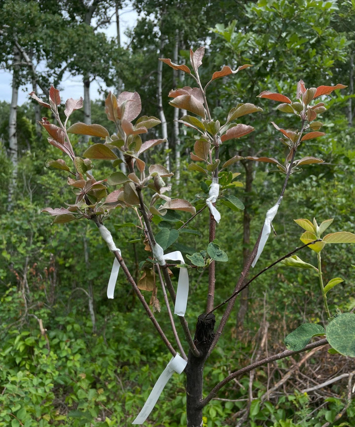 apple grafts on saskatoon, image 1 of 3