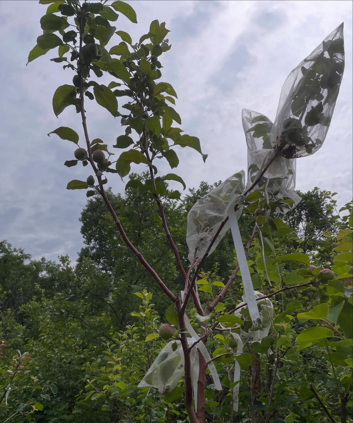 apple grafts on saskatoon, image 2 of 3