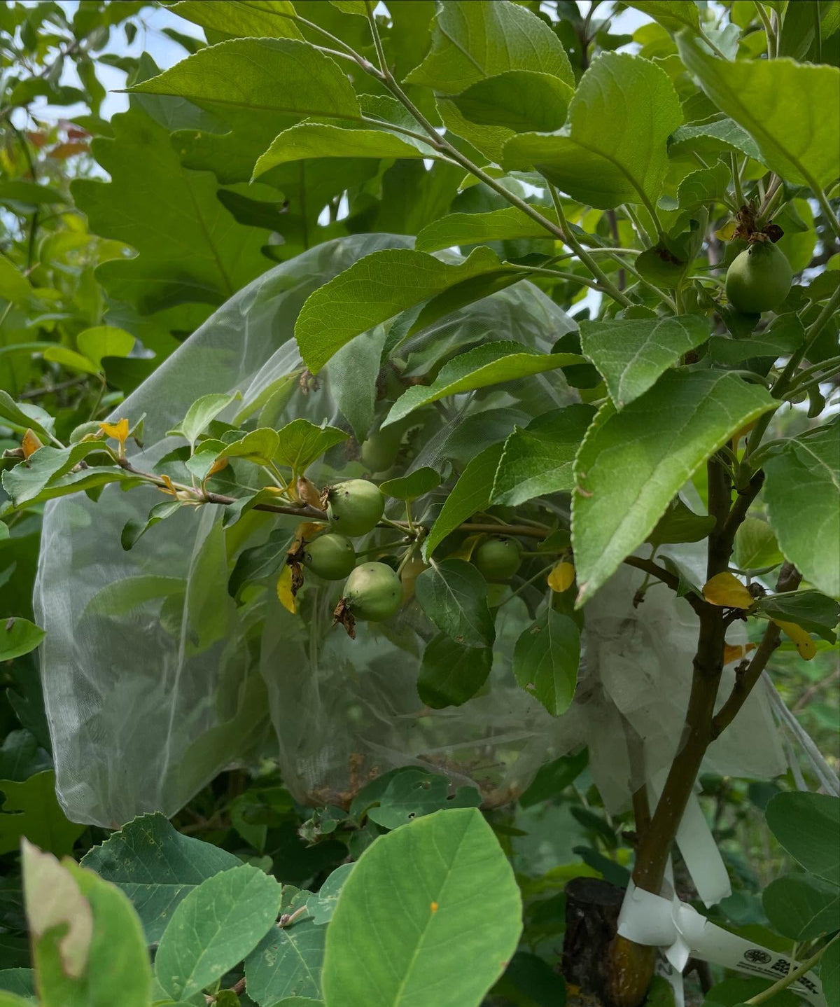 apple grafts on saskatoon, image 3 of 3