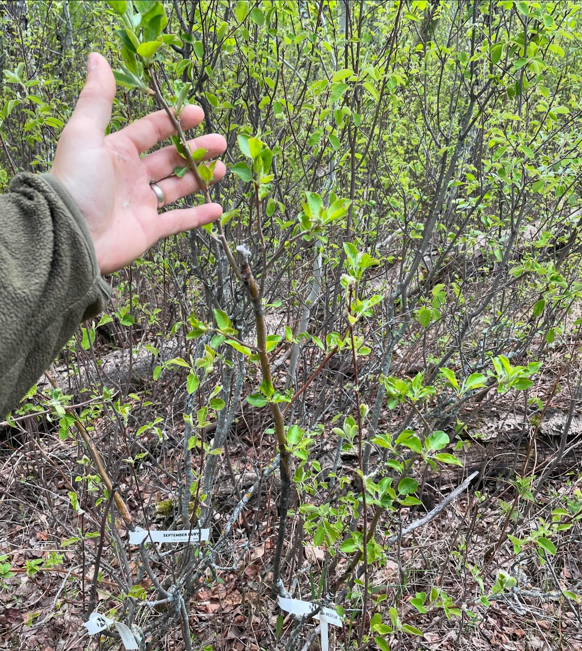 apple grafts onto saskatoon two years old, image 1 of 3