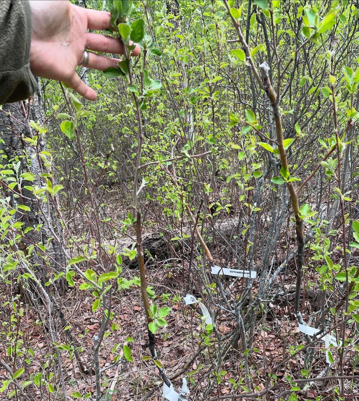 apple grafts onto saskatoon two years old, image 2 of 3