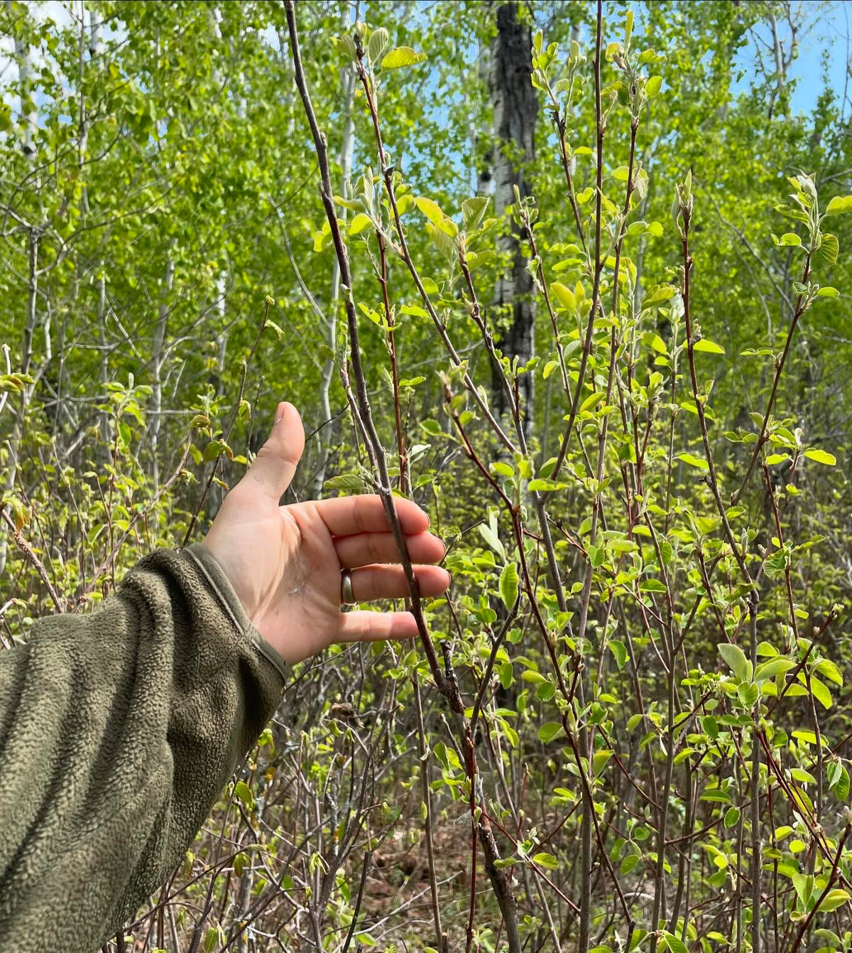 apple grafts onto saskatoon two years old, image 3 of 3