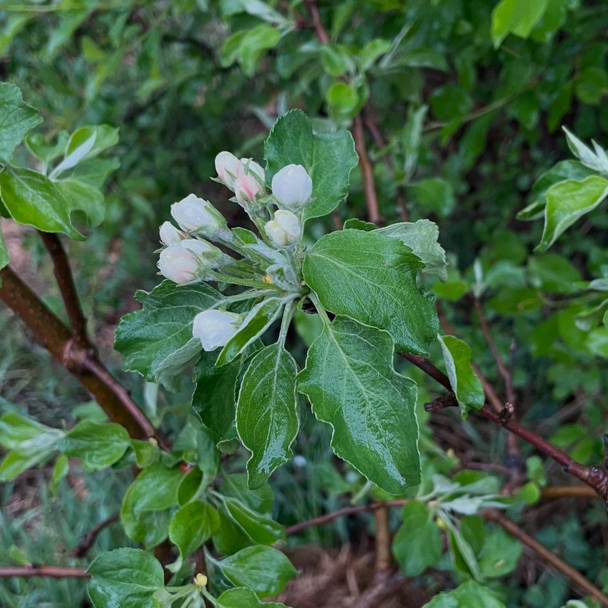 apple hand pollination step one, at balloon stage bag with organza, image 1 of 2