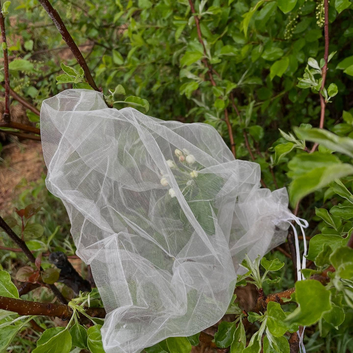 apple hand pollination step one, at balloon stage bag with organza, image 2 of 2