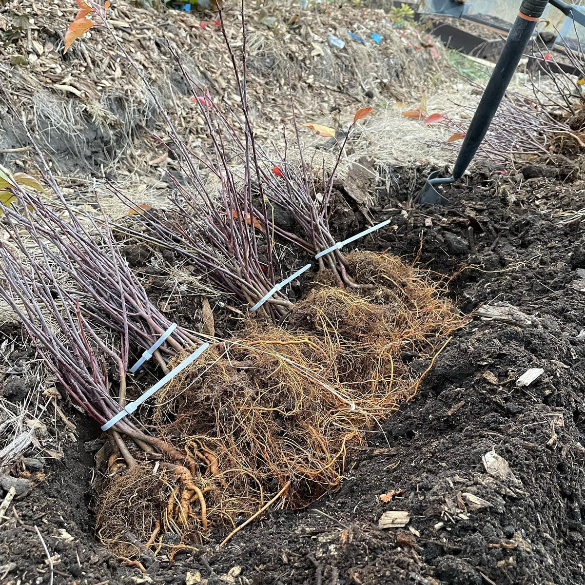 apple rootstocks tucked in for next spring