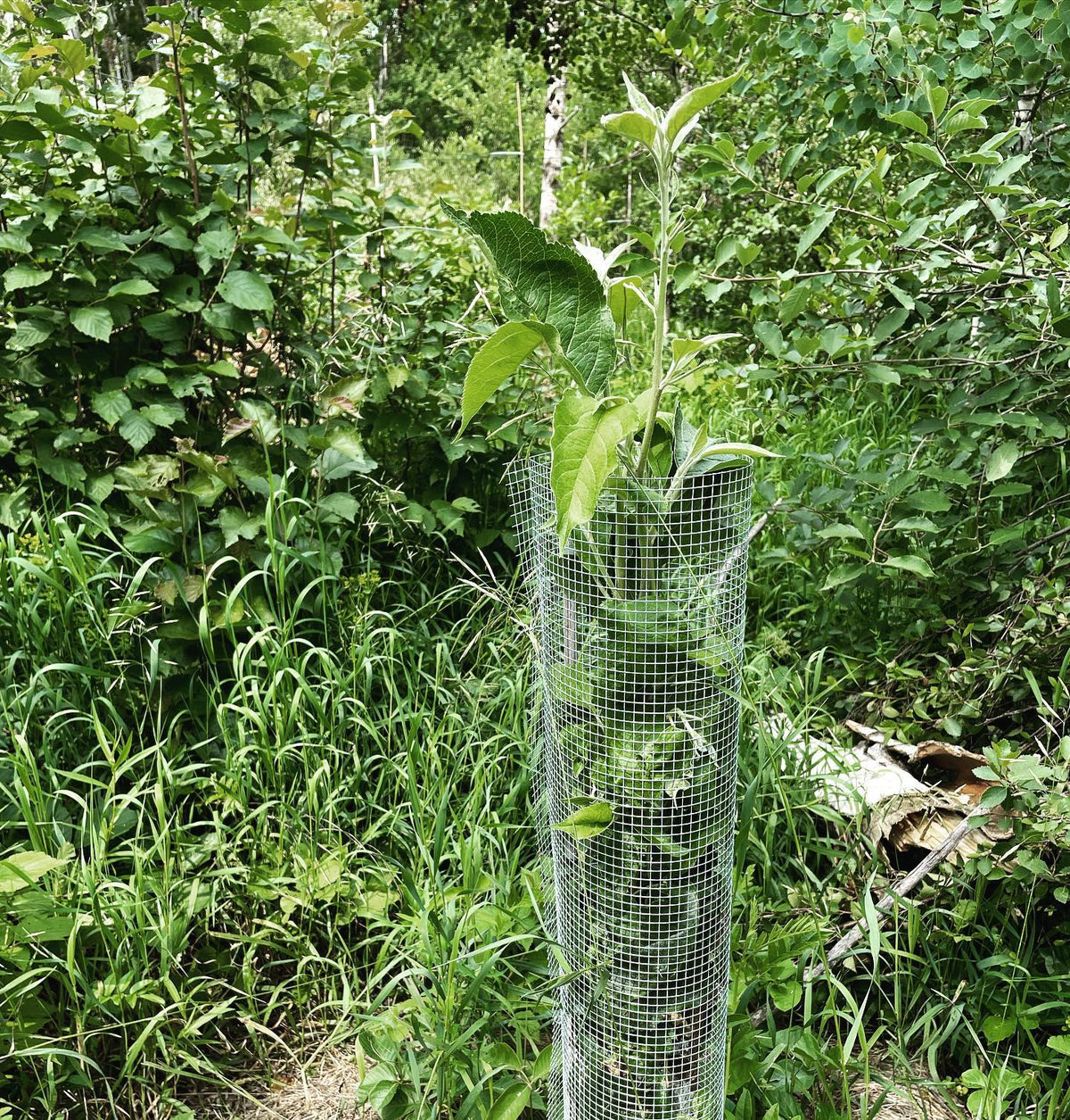 apple tree tube from hardware cloth, helping to promote vertical growth after a rabbit took off the top last winter
